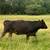 30 fall calvingbred cows 3 thumbnail