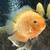 6 Severum 5-8” 3 thumbnail