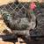 4 mo chickens 3 thumbnail