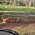 Laying hens 2 thumbnail