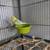 Rehoming Parakeets 2 thumbnail