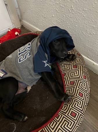 Dog Walker/Boarder 1