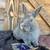 Mini Rex Mutt Rabbits 6 thumbnail