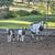 Boer cross goat kids (Nubian-Niger dam) 1 thumbnail