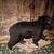 Black Bear Full Body Mount 4 thumbnail