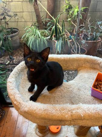 Hermosos, dulces y amigables gatos y gatitos disponibles para adopción los sábados y domingos (Santa Monica)