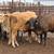 8 bred braford heifers 7 thumbnail