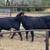 3 Brangus heifers GENTLE 10 thumbnail