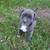 Puppies - Re-homing 1 thumbnail