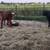 Feeder Cattle 11 thumbnail
