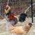 Chickens 1 thumbnail