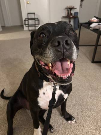 7 y/o boxer/lab/pit 1