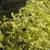 Beautiful and easy to grow sedum for pollinators 2 thumbnail