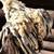 Serama bantam chickens 4 months 7 thumbnail