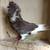 Fancy Old Dutch Capuchine Show Pigeon 2 thumbnail