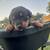 Rottweiler 3mo 7 thumbnail