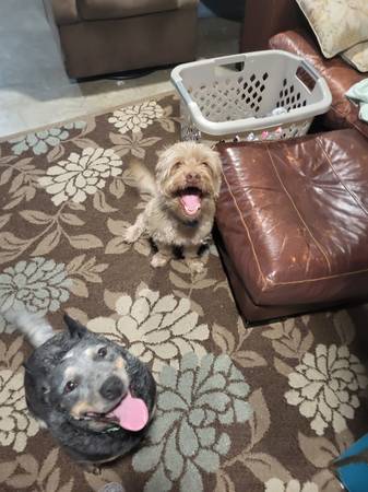 ISO private fenced property for dog (Wenatchee)63761970830339122