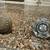 2 vintage door knobs 4 thumbnail