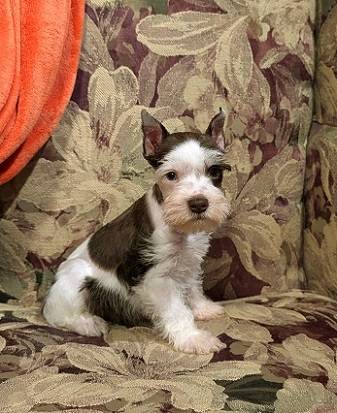 Mini schnauzer males 1