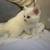 White Doll Face Persian Kitten female 12 thumbnail