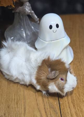 Guinea pigs free, and babies (Cambridge)63906251567491121