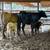 Cow calf pairs 4 thumbnail