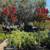 Crepe Myrtle Tree 8 thumbnail