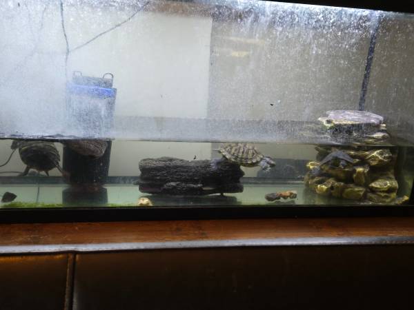 Turtles (Gresham)63826202103939122