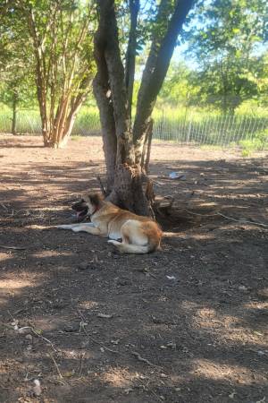 Free Male Dog (Coolidge)63661942213505120