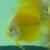 Live Freshwater Fish Discus, Guppy, Molly, Parrot Cichlid, Flowerhorn 4 thumbnail