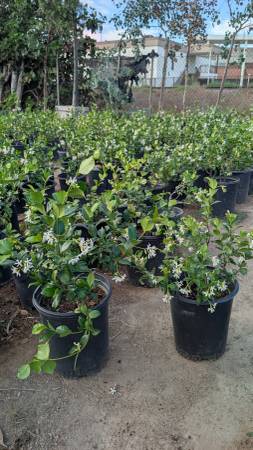 Jasmine 1