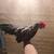 Sarama rooster 3 thumbnail