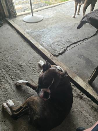 Macho boxer de raza pura con pelaje atigrado (Manchester)63897442831491122