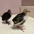 Celadon Quail 1 thumbnail