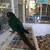 Bird birds 1 thumbnail
