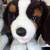 Harley Davidson Stuffed Toy Dogs, Seven (7) in All 13 thumbnail