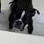 Boston terrier 2 thumbnail