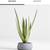 Crate & Barrel Potted Faux Agave Plant 5 thumbnail