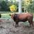 5 Red Angus Bulls 23 thumbnail