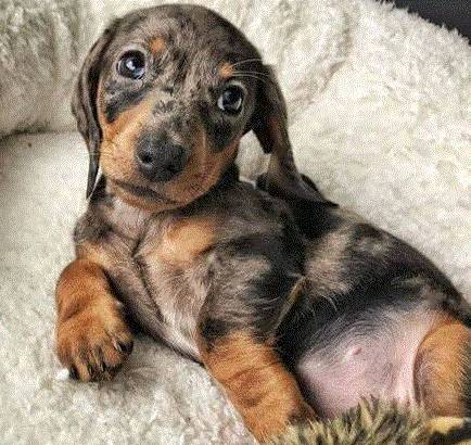 Remhome for a purebred dachshund- Nova 1