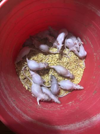 Feeder/pet rats 50 plus (Springtown)591528784089600002