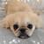 Pekinese 3 thumbnail