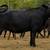 Bred Heifers 17 thumbnail