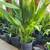 CAST IRON (ASPIDISTRA ELATIOR) LARGE GROWTH PLANTS 1 thumbnail