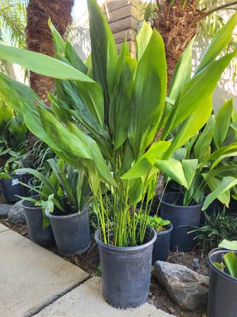 CAST IRON (ASPIDISTRA ELATIOR) LARGE GROWTH PLANTS 1