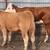 1 Hereford and 1 Charolais Cross heifers 1 thumbnail