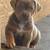 Xl American bully pups 3 thumbnail
