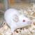 Amazing and adorable pet mice for adoption 2 thumbnail