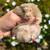 Hamsters 5 thumbnail