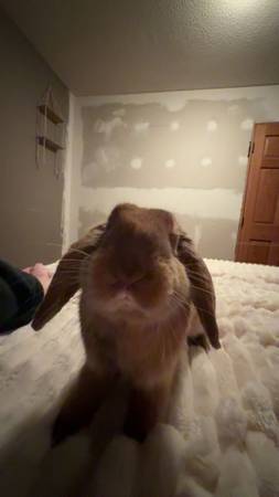 Pot trained bunny boy (Eagan)63906251422338123